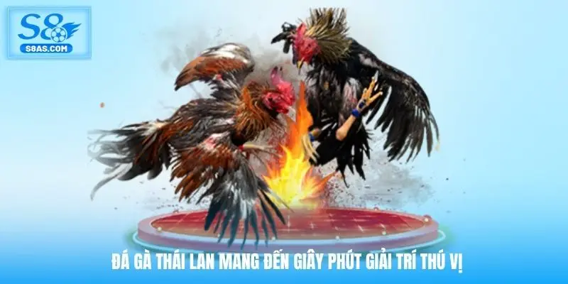 Đá gà Thái Lan mang đến giây phút giải trí thú vị