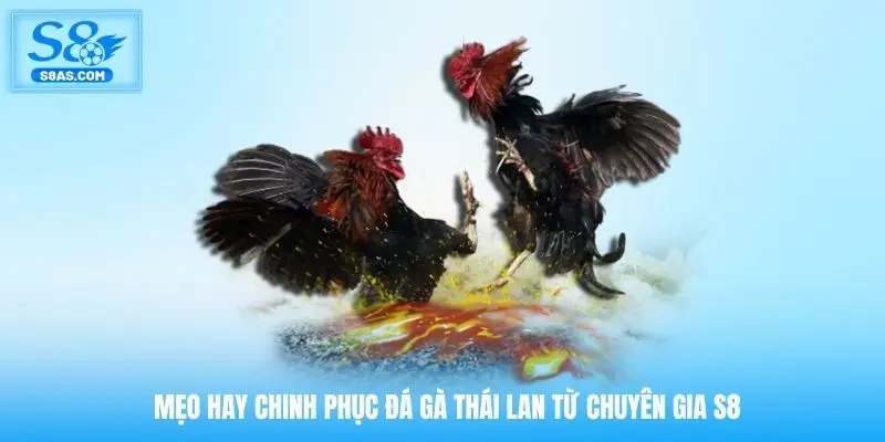 Mẹo hay chinh phục đá gà Thái Lan từ chuyên gia S8